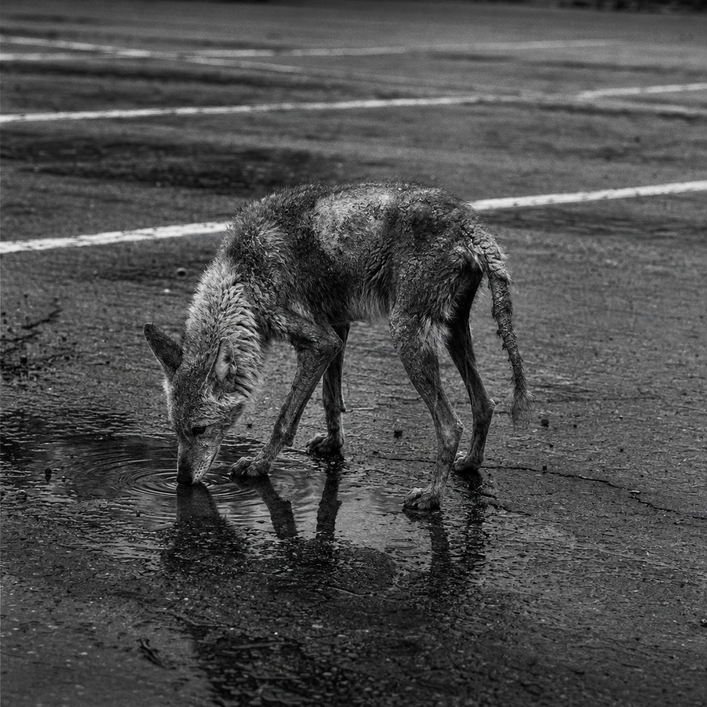 An urban coyote with signs of mange drinks from a puddle in a parking lot