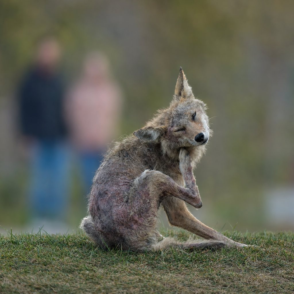 An urban coyote with obvious signs of mange pauses to scratch despite the presence of human onlookers. Most urban coyotes avoid humans; however those with mange may have other things on their mind including intense discomfort, pain from secondary illnesses such a cuts and infections, and of course hunger as their ability to focus on hunting rodents and other natural food sources is compromised