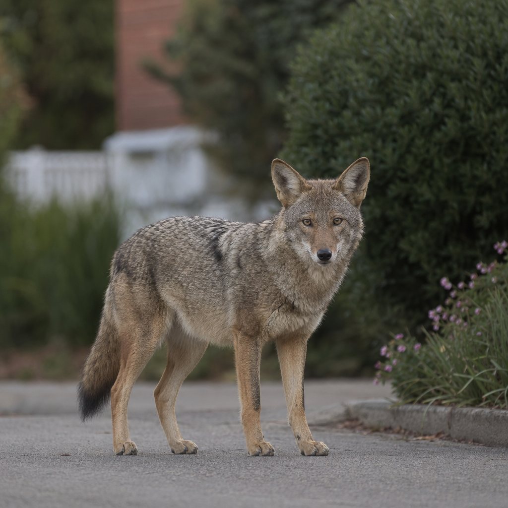 A coyote stands alert on an asphalt road, facing the camera with blurred greenery and a white fence in the background.