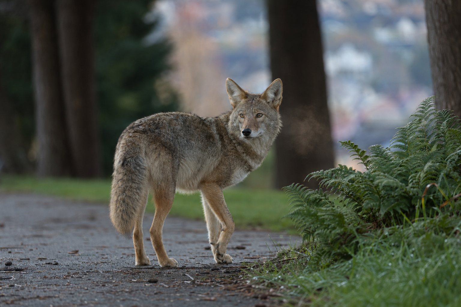 A coyote stands on a paved path looking at the camera, with ferns to the right and blurred trees in the background.