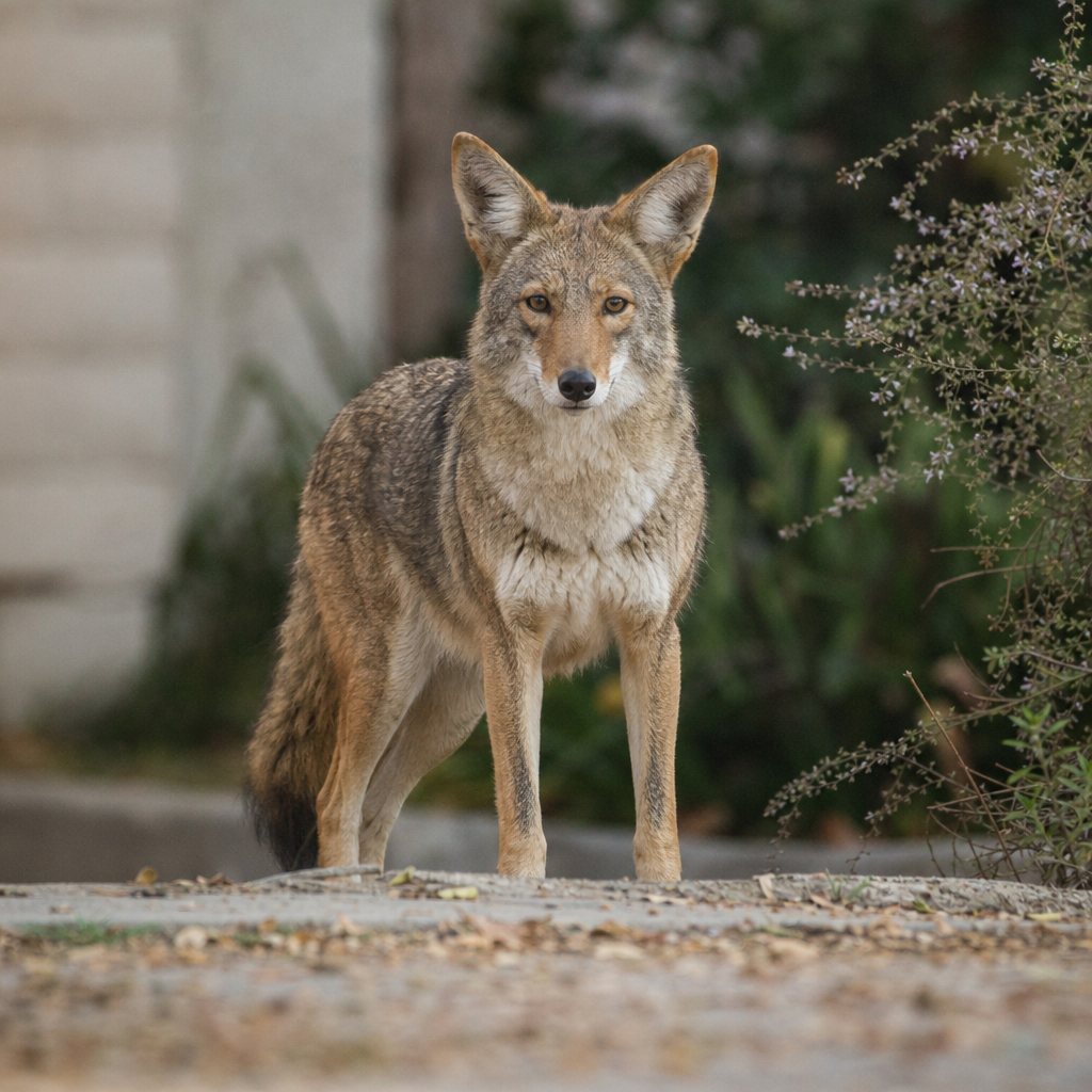 urban coyote photography