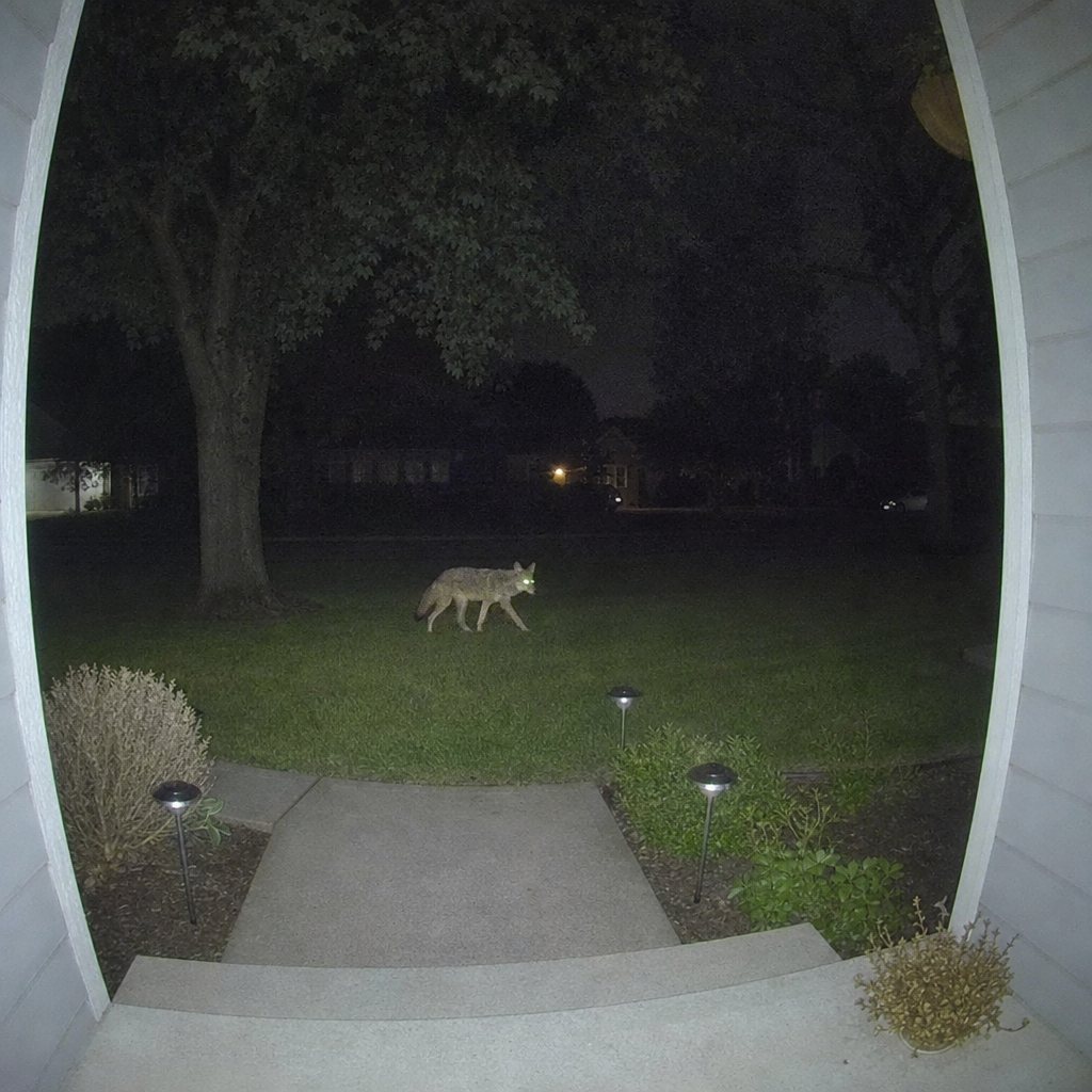Coyotes are masters of staying out of sight. Most urban residents don't even realize coyotes are living among them