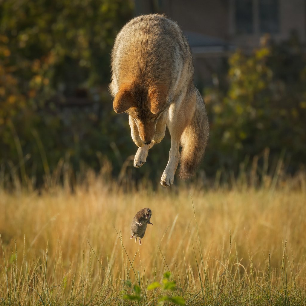 Rodents make up the bulk of a coyote's diet. Even when garbage is plentiful, coyotes prefer an all-natural menu