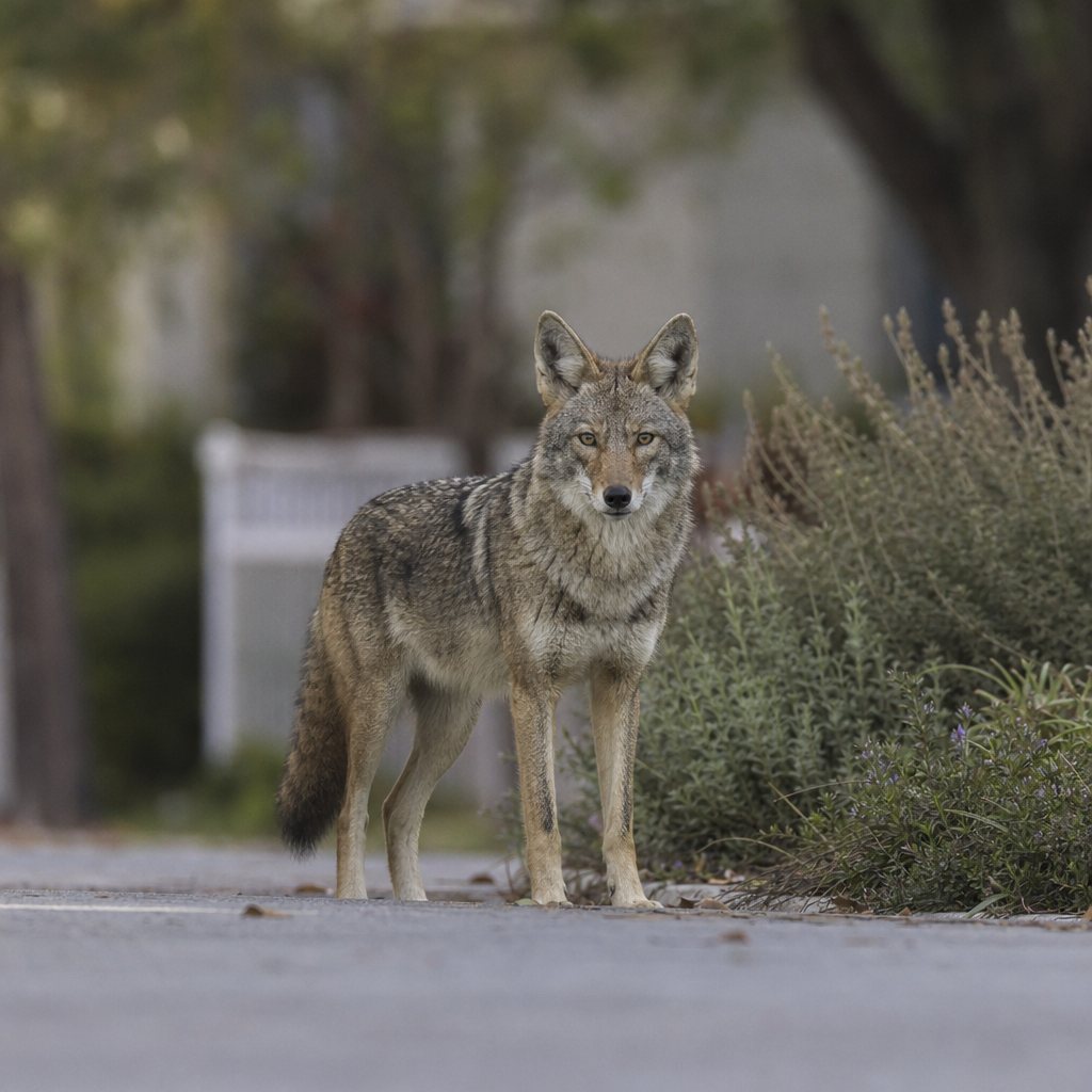 A gray and tan coyote stands alert on a paved road, facing forward with ears perked, backed by blurred green foliage.