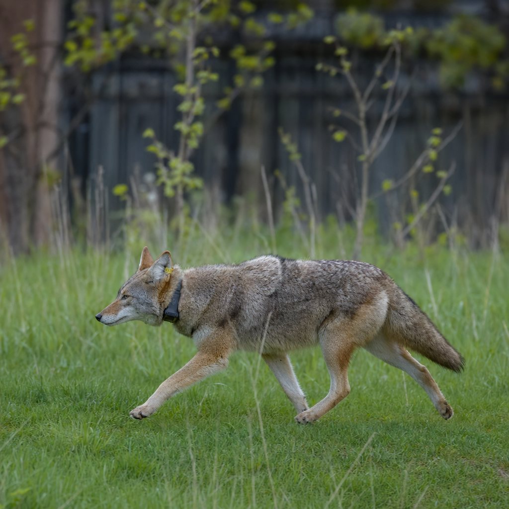 A tracked coyote walks left to right across a grassy field with leafy branches in the foreground.